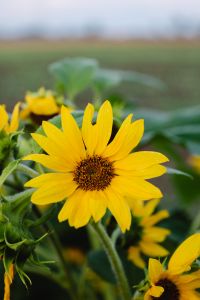 Kaboompics - Yellow Sunflower Bloom Against a Softly Blurred Garden