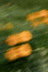 Kaboompics - Orange Flowers in Fast Motion Blur