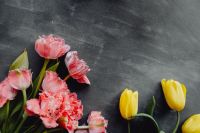 Kaboompics - Pink and Yellow Tulips on Gray Background With Copy Space