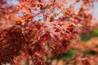 Kaboompics - Japanese Maple Foliage Texture in Spring Garden Light