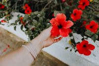 Kaboompics - A red hibiscus flowers