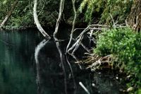 Kaboompics - Dark Forest River Reflection with Fallen Tree Branches and Lush Greenery