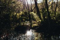 Kaboompics - Forest Stream Surrounded by Sunlit Trees