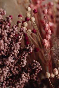 Kaboompics - Pink And Ivory Dried Seed Pods In Soft Focus