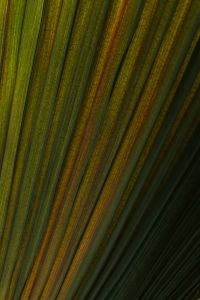 Kaboompics - Horizontal Palm Leaf Lines Smooth Green Background