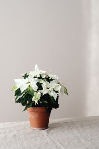 Kaboompics - Potted White Poinsettia on Neutral Background