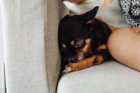 Kaboompics - Small Dog Resting under Laptop on Armchair