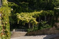 Kaboompics - Garden Stairway Framed by Ivy-Covered Walls and Sunlight