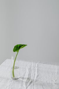 Kaboompics - Tall Alocasia Leaf in a Glass Vase