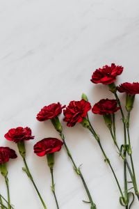 Kaboompics - Red Carnation Stems Arranged in a Row on Marble