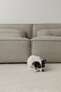 Kaboompics - Minimal Beige Sofa and Sunlit Living Room Background