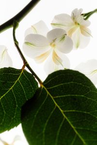 Kaboompics - White Blossoms Framed by Dark Green Foliage on a Backlit Branch, Botanical Close-Up