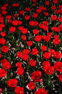 Kaboompics - Red Tulip Stems and Blossoms in Spring Light