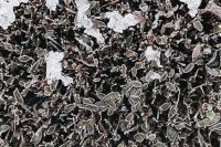 Kaboompics - Wide Frost-Covered Branches with Patches of Snow