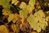 Kaboompics - Close Up of Yellow Maple Leaves in Warm Autumn Sunlight