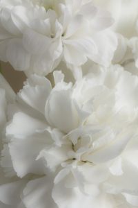 Pantone 2026 Cloud Dancer Stock Photos - Color of the Year White Aesthetic