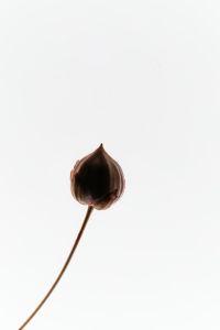 Kaboompics - Single Dried Seed Pod On Stem Minimal Clean Background