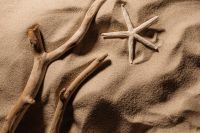 Kaboompics - Driftwood and Starfish in Shadowed Sand