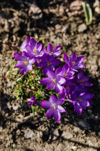Kaboompics - Purple crocuses blooming in spring