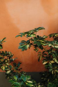 Kaboompics - Potted Plants Against Warm Orange Wall