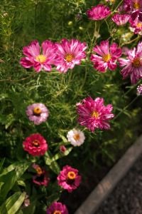 Kaboompics - Colorful Flower Border in a Summer Garden