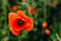 Kaboompics - A field of Red Poppies