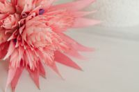 Kaboompics - Aechmea Fasciata Leaves in Detailed Close-Up