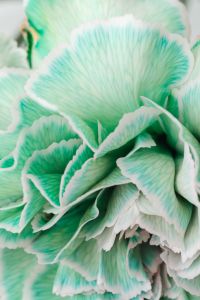 Kaboompics - Colorful carnations flowers - Dianthus caryophyllus