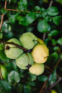 Kaboompics - Unripe Japanese Quince Growing Among Glossy Garden Leaves