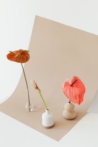 Kaboompics - Minimalist Anthurium and Calla Lily Arrangement on Neutral Set