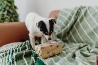 Kaboompics - Small Dog Exploring Christmas Sofa With Green Throws