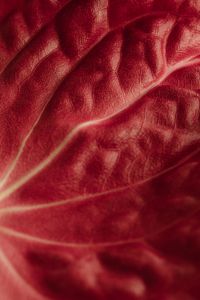 Kaboompics - Red Leaf Close-Up with Veins Radiating from the Lower Left