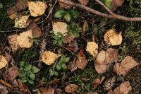 Kaboompics - Natural Woodland Floor With Leaves, Moss and Twigs