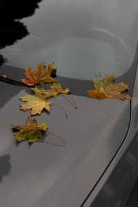Kaboompics - Autumn Leaves on a Rain-Covered Gray Car Hood