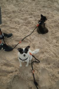 Kaboompics - Two Leashed Small Dogs Sitting on Sandy Beach with Person Nearby