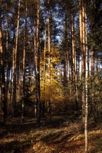 Kaboompics - Sunlit Pine Trees and Golden Undergrowth in Autumn Forest