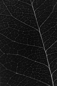 Kaboompics - Dark Leaf Veins Macro Black And White Botanical Texture Background