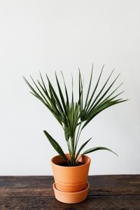Kaboompics - Single Potted Fan Palm with White Background for Home Decor Mockups