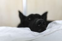 Kaboompics - Sleepy Black Dog Peeking Over a White Duvet