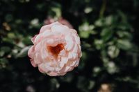 Kaboompics - Pink Rose in Tight Close-Up with Layered Petals