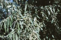 Kaboompics - Sunlit Silver-Green Tree Branches in Nessebar