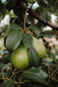 Kaboompics - Green Pears Hanging on Tree