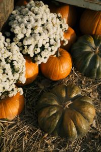 Kaboompics - White Chrysanthemums and Heirloom Pumpkins on Straw