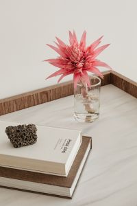 Aechmea Fasciata Houseplant in a Neutral Interior