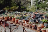 Kaboompics - Assorted Potted Plants in an Indoor Garden Setting