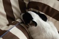 Kaboompics - Small Dog Resting on Brown Striped Bedding