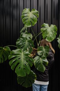 Kaboompics - A large monstera plant in a pot