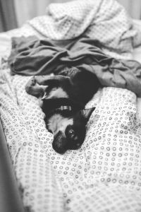 Dog lying on a bed