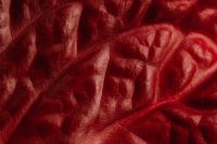 Kaboompics - Red Leaf Macro with Fine Veins, Curved Folds and Soft Shadow