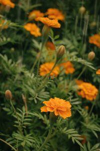 Kaboompics - Orange Marigold In Summer Rain